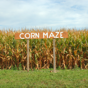 Fall Activities, Corn Maze, Family Things to do, Philadelphia, Fall things to do, Family Fall things to do, Merrymead farm, Pennsylvania