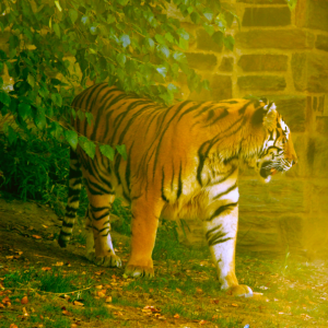 Philadelphia Zoo, Zoo Animals, Tiger Amur Tiger, Family Zoo Day, Family things to do, Family friendly activities, 